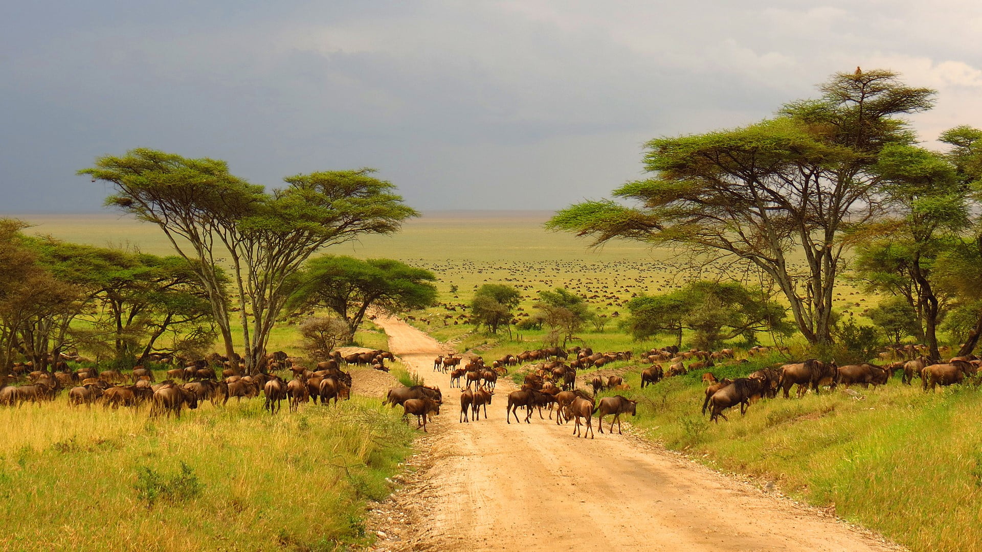 “From Savannah to Summit—Explore Tanzania”