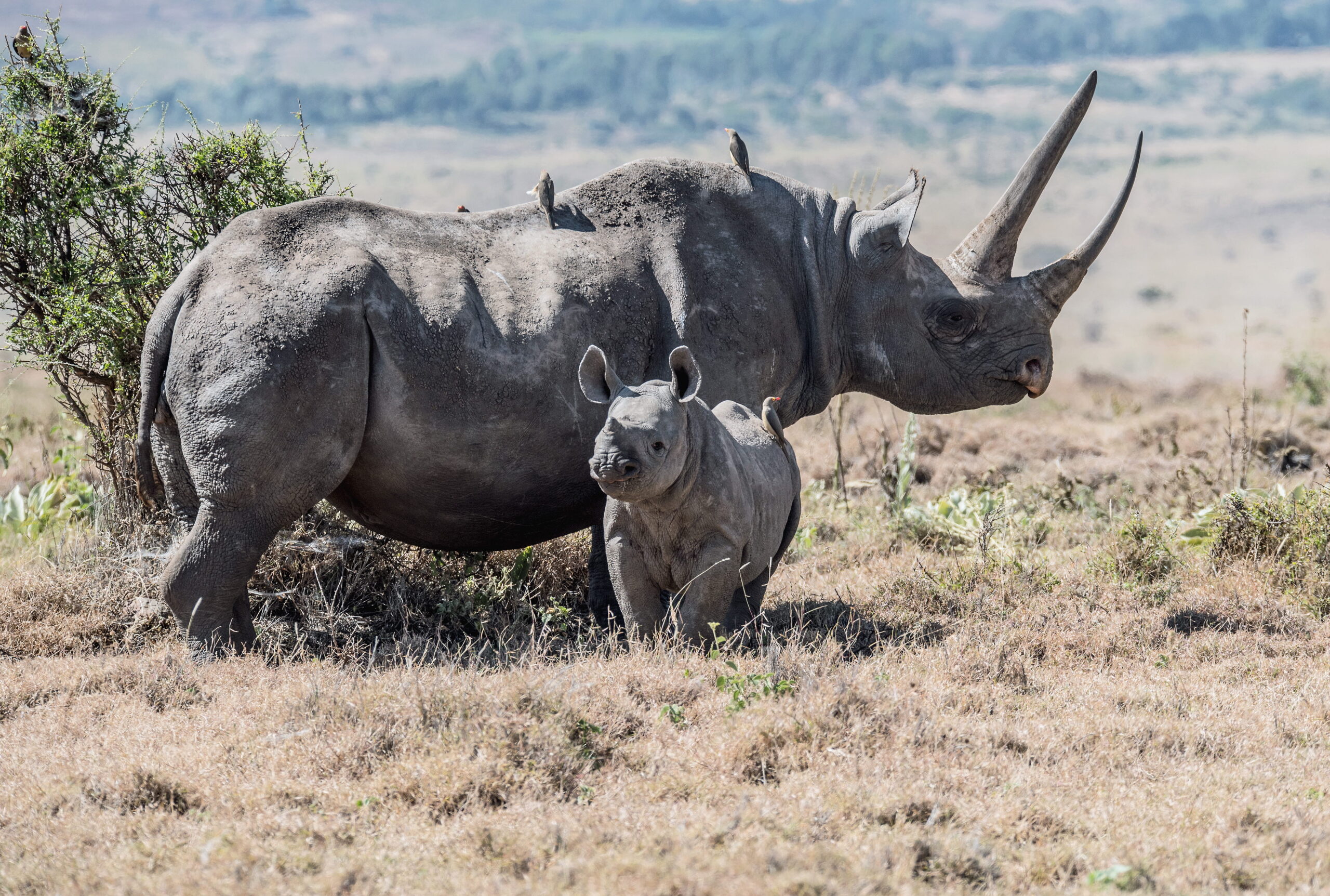 “Where Adventure Meets the Serengeti Sky”