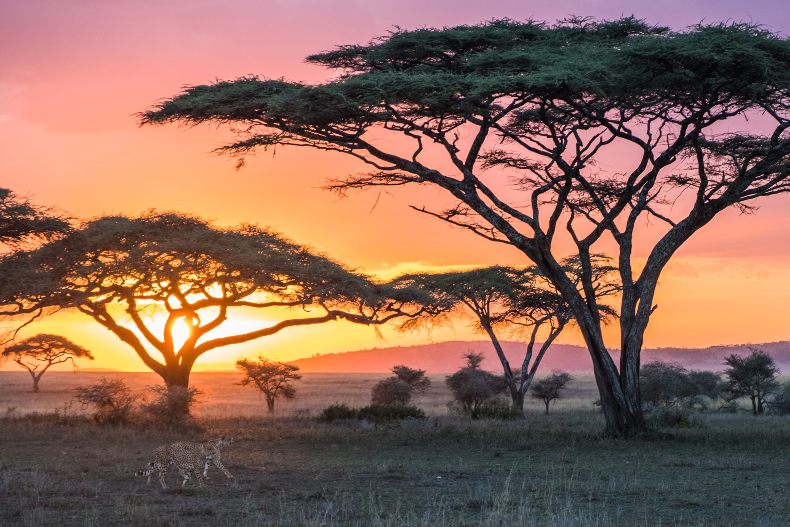 “Experience the Magic of Tanzania’s National Parks”